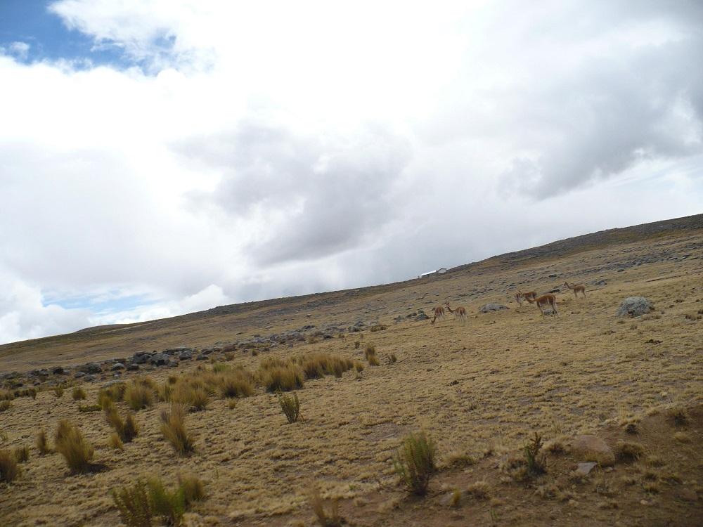 meseta huactascochana